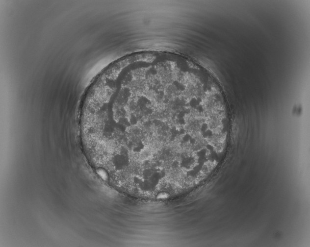 X0000111531071200908251156