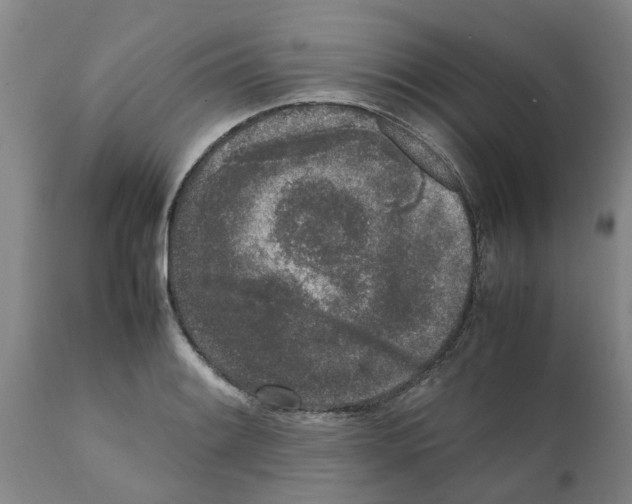 X0000111531084200908251156