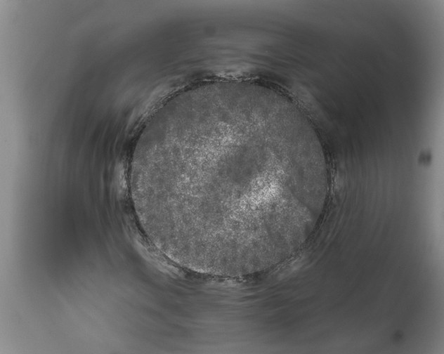 X0000111531106200908251155