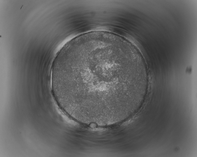 X0000111531127200908251155