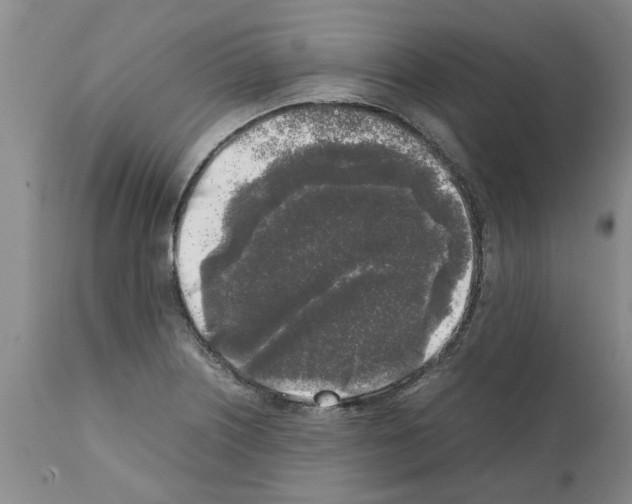 X0000111531226200908251154