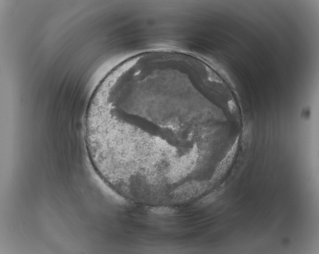 X0000111531239200908251154