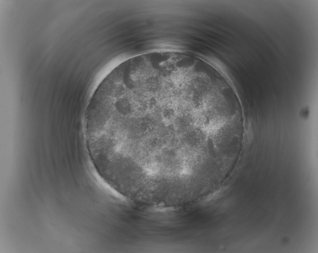 X0000111531243200908251154