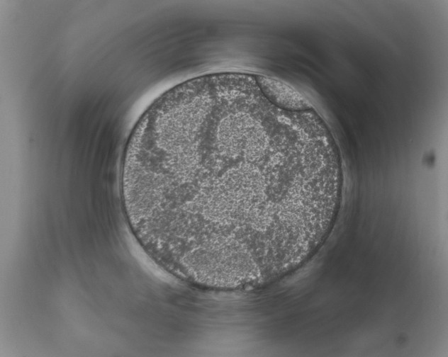 X0000111531246200908251154