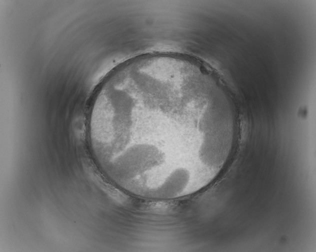 X0000111531266200908251153