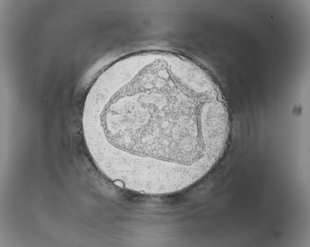 X0000111531359200908251152