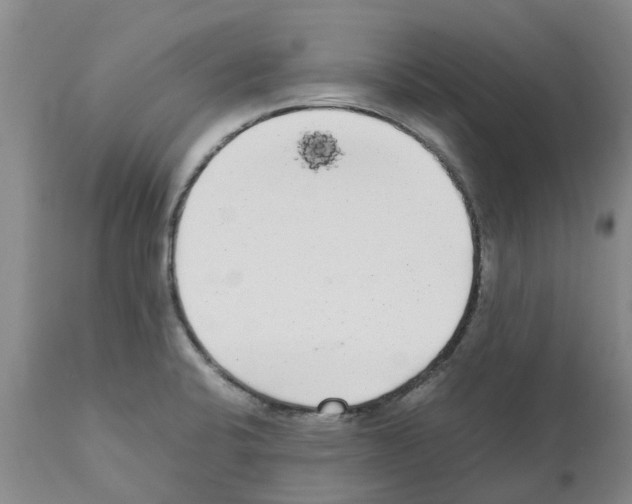 X0000111531424200908251151