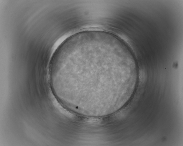 X0000111531466200908251150