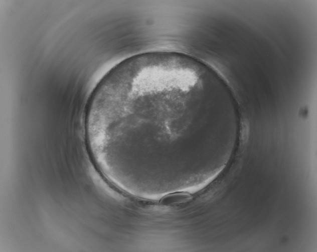 X0000111531468200908251150