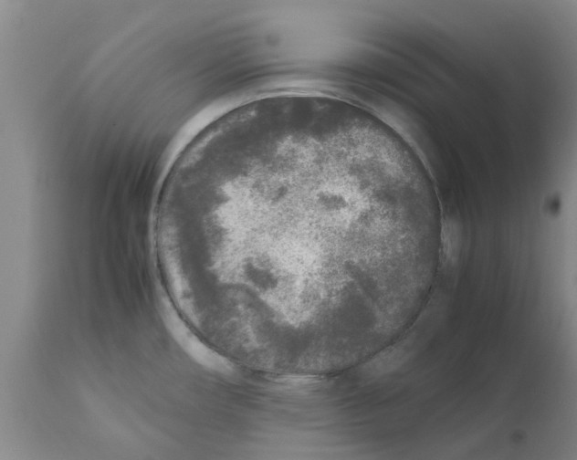 X0000111531482200908251150