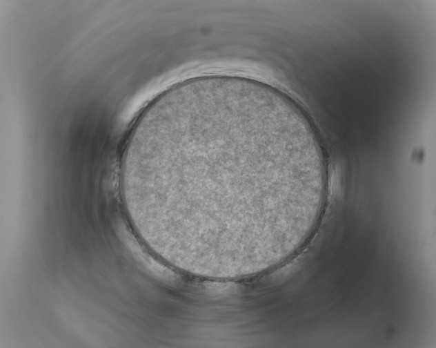 X0000111531498200908251149