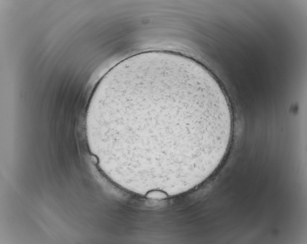 X0000111531521200908251150