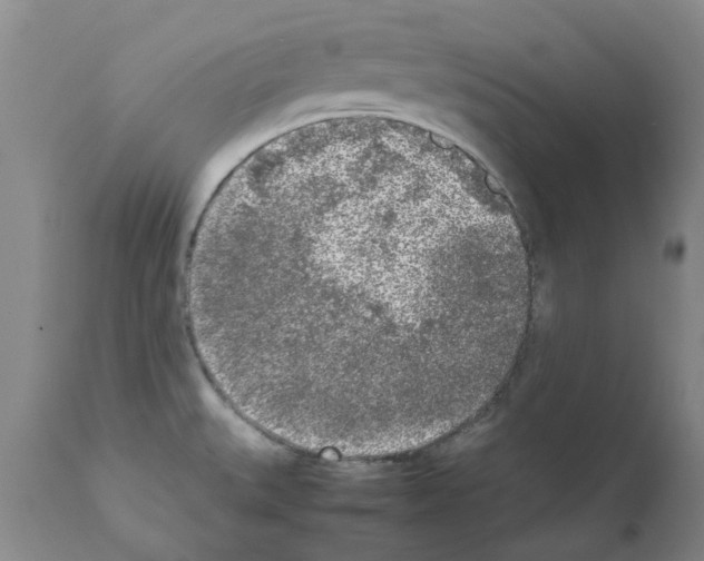 X0000111531527200908251150