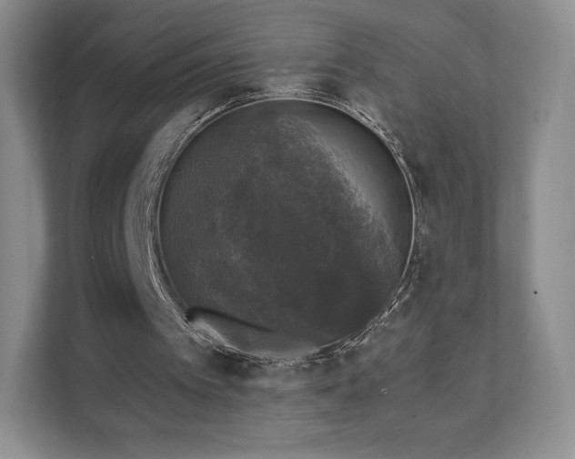 X0000111580097200907231243