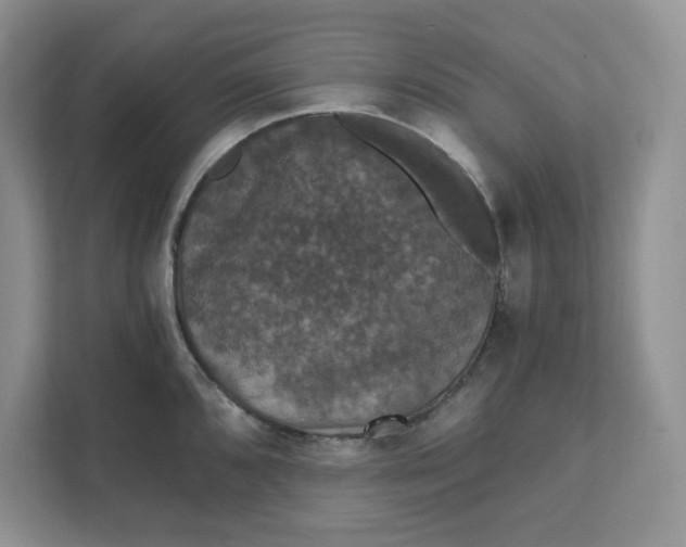 X0000111581096200907301359