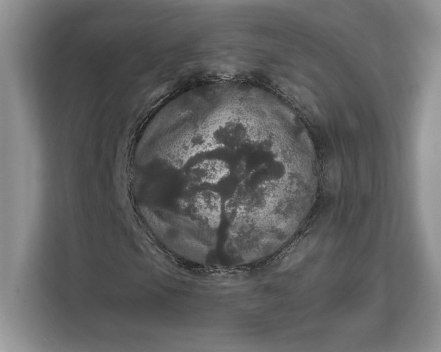 X0000111581105200907301358