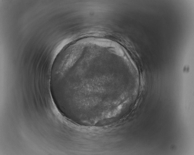 X0000111580003200908061336