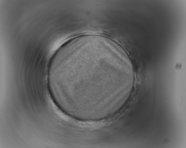 X0000111580005200908061336