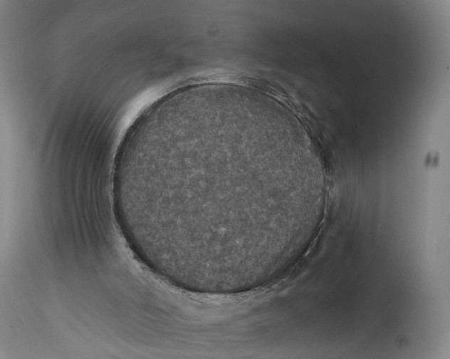 X0000111580006200908061336