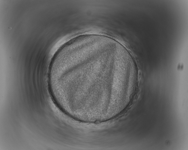 X0000111580007200908061336