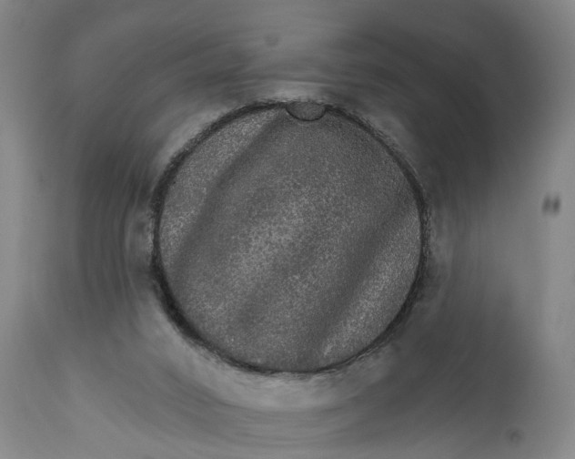 X0000111580016200908061336