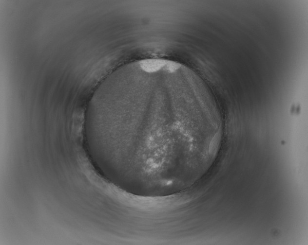 X0000111580030200908061336