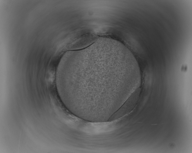 X0000111580033200908061336