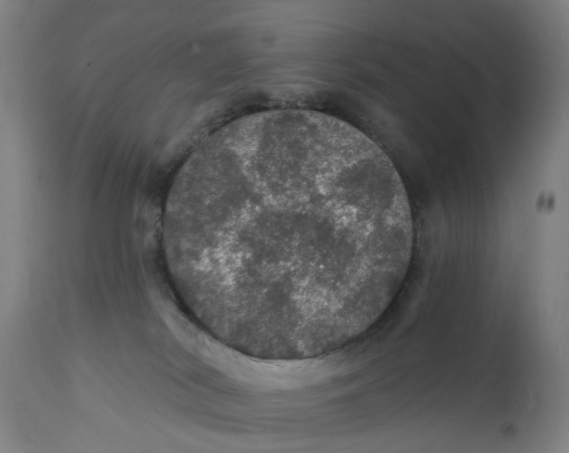 X0000111580038200908061335