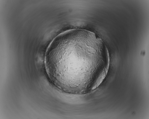 X0000111580040200908061335