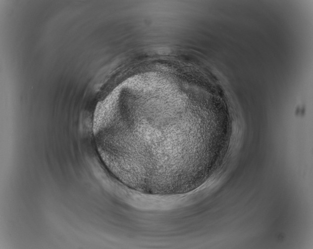 X0000111580048200908061335