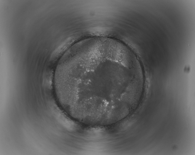 X0000111580065200908061335