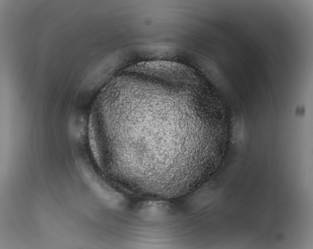 X0000111580077200908061335