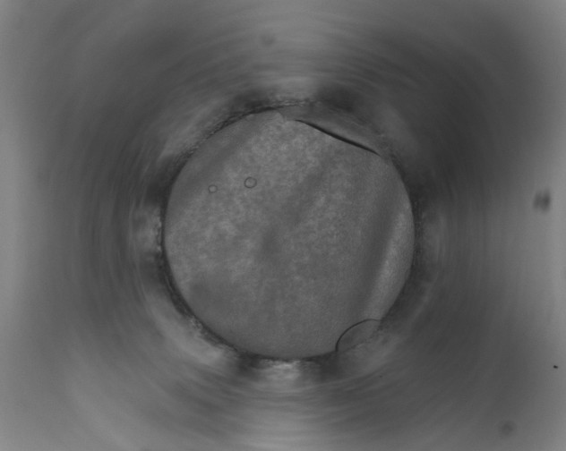 X0000111580083200908061335