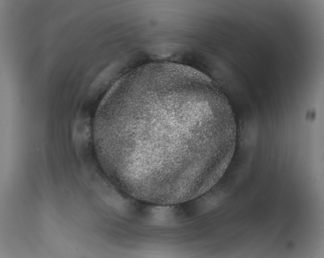 X0000111580085200908061335