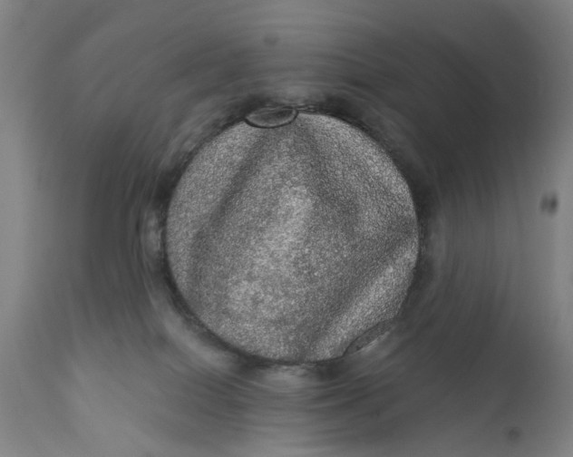 X0000111580086200908061335