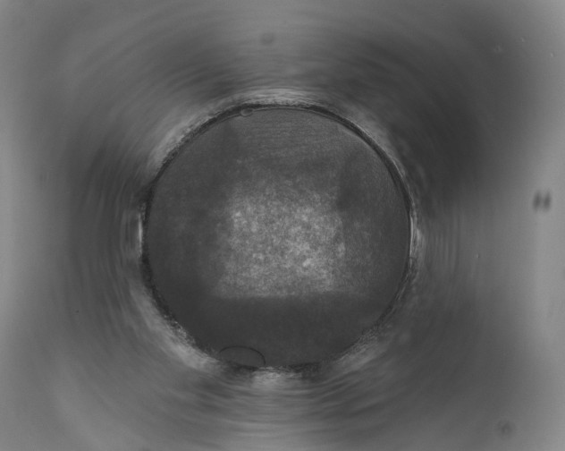 X0000111580109200908061334