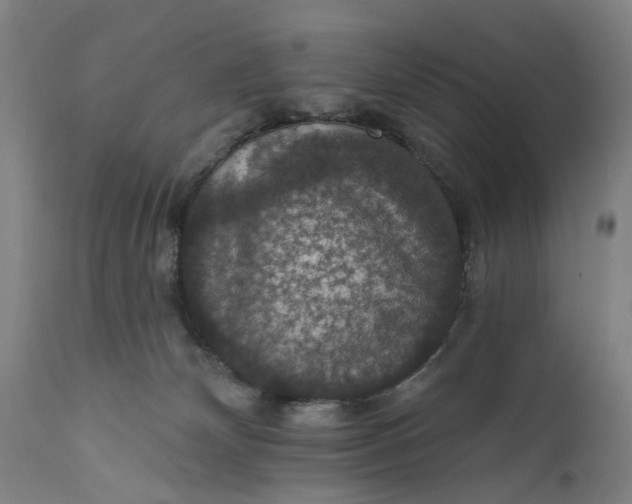 X0000111580132200908061334