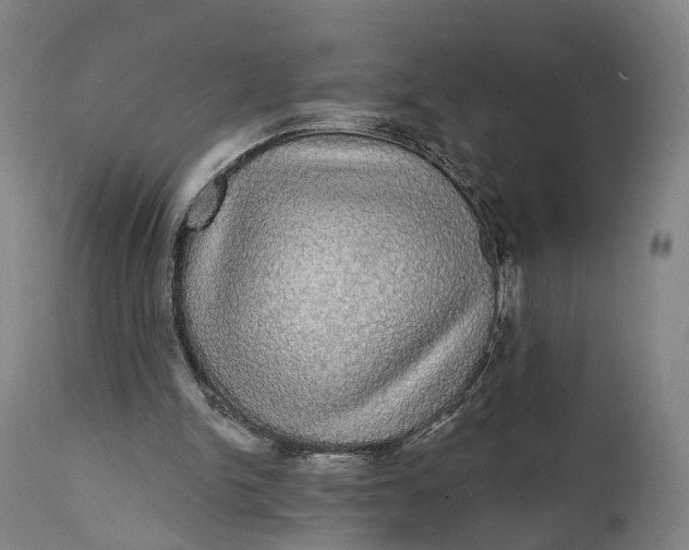 X0000111580150200908061333