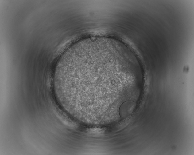 X0000111580161200908061333