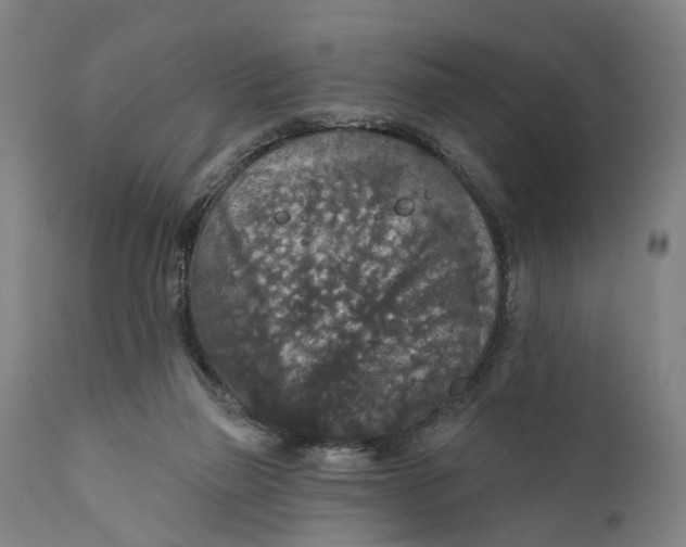 X0000111580165200908061333