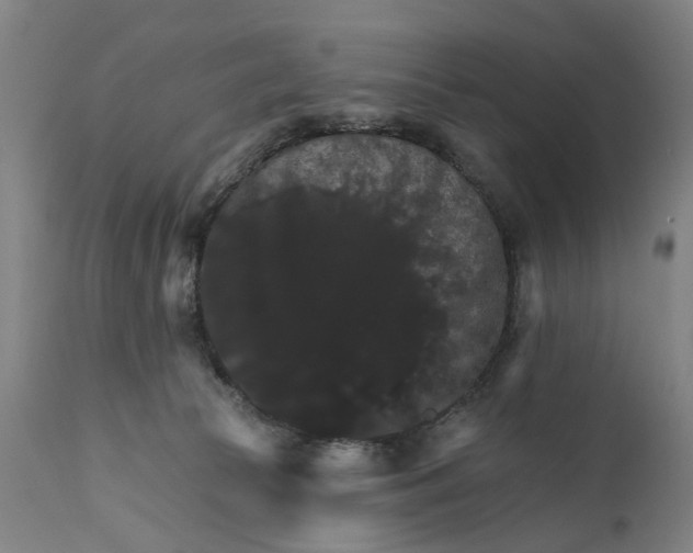 X0000111580177200908061334