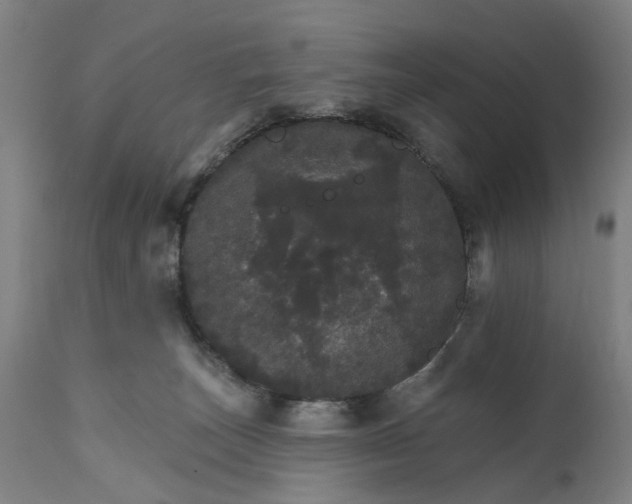 X0000111580179200908061334