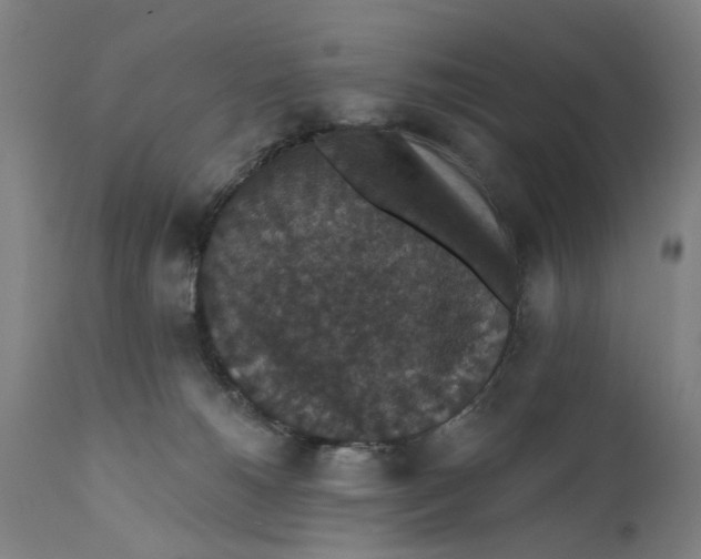 X0000111580180200908061334