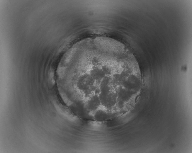 X0000111580187200908061334