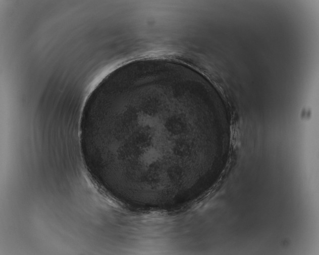 X0000111580196200908061333