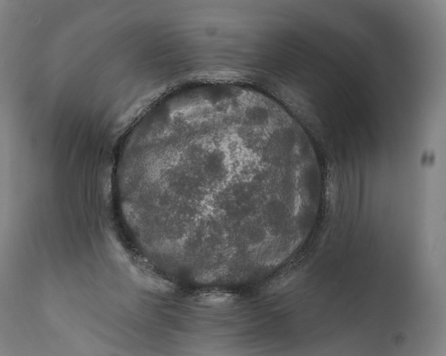 X0000111580206200908061333