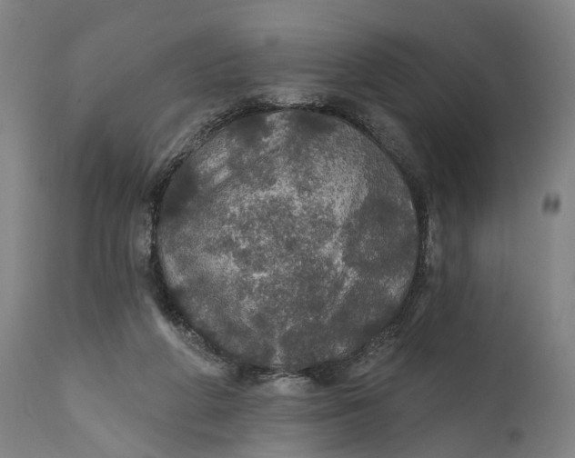 X0000111580210200908061333