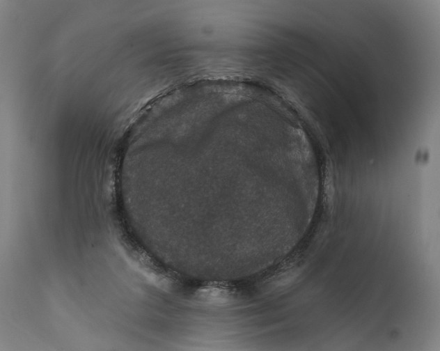 X0000111580211200908061333