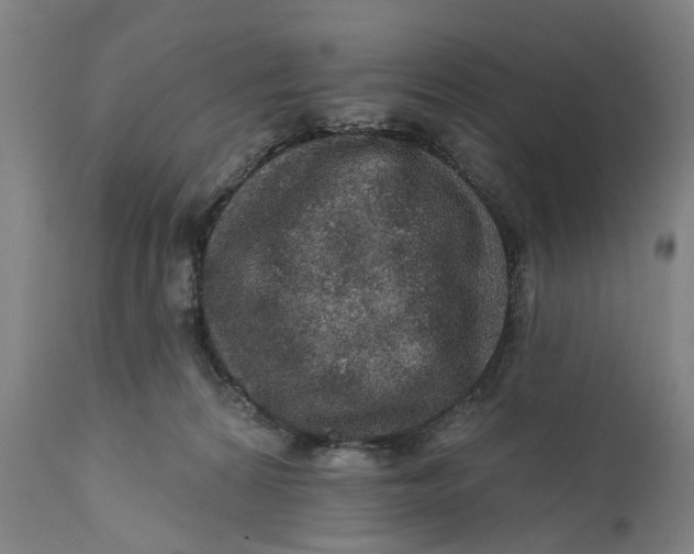 X0000111580224200908061333