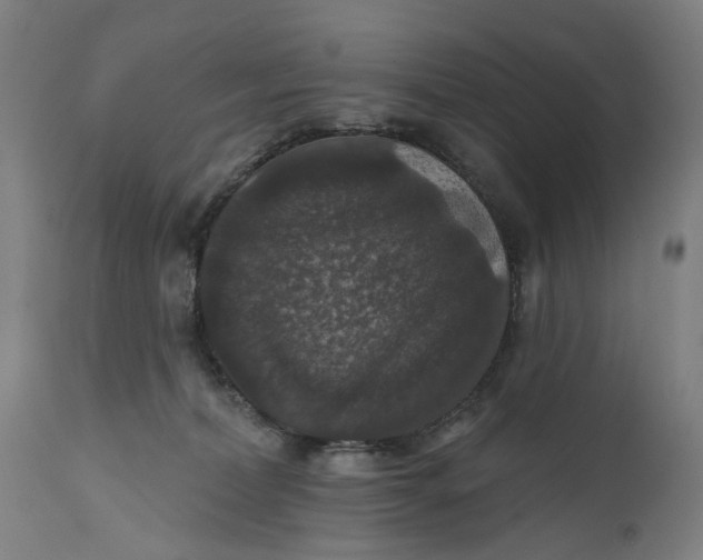 X0000111580228200908061333